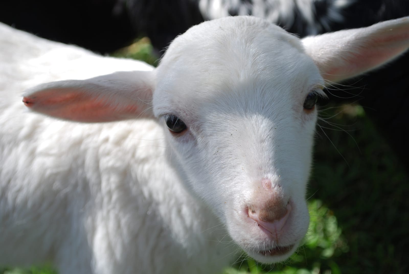 Three Simple Reasons Why the World Needs Farm Sanctuaries