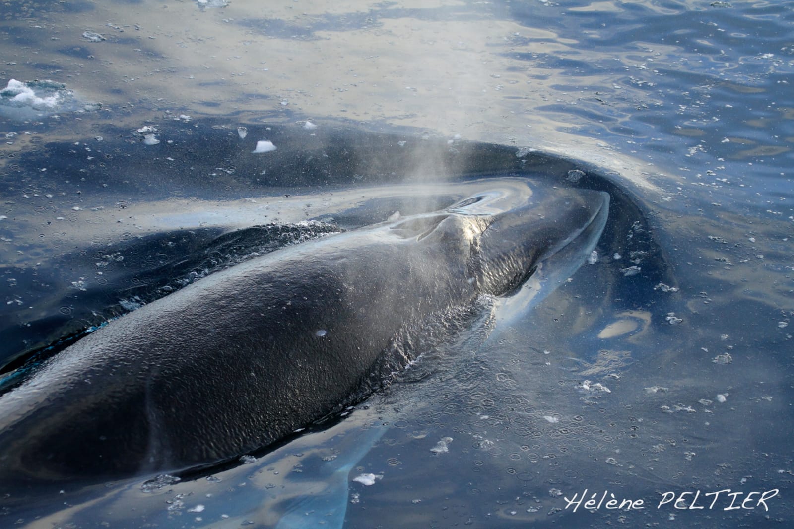 Just When You Thought Japan's Whaling Program Was Over ... They're Back at it Again!