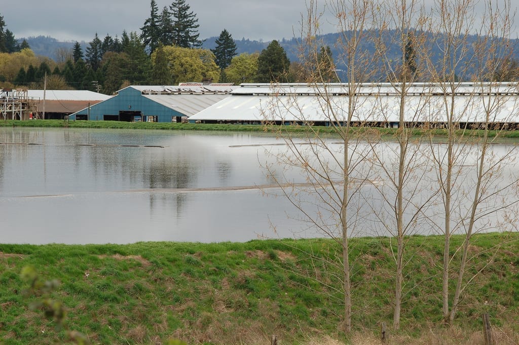 These 10 Shocking Facts On How Factory Farms Cause Water Pollution Will Make You Rethink That Burger