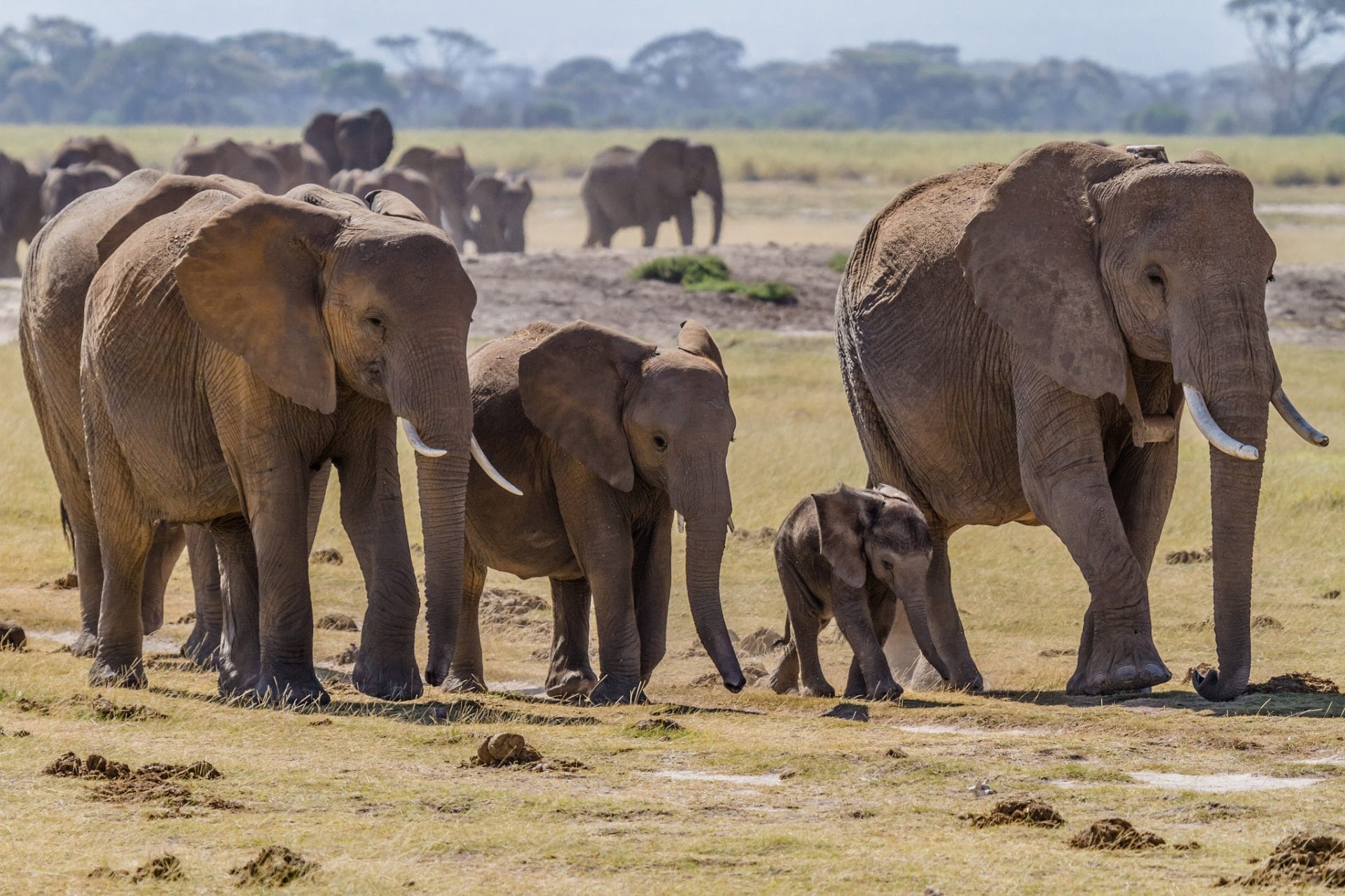 Elephant-Family