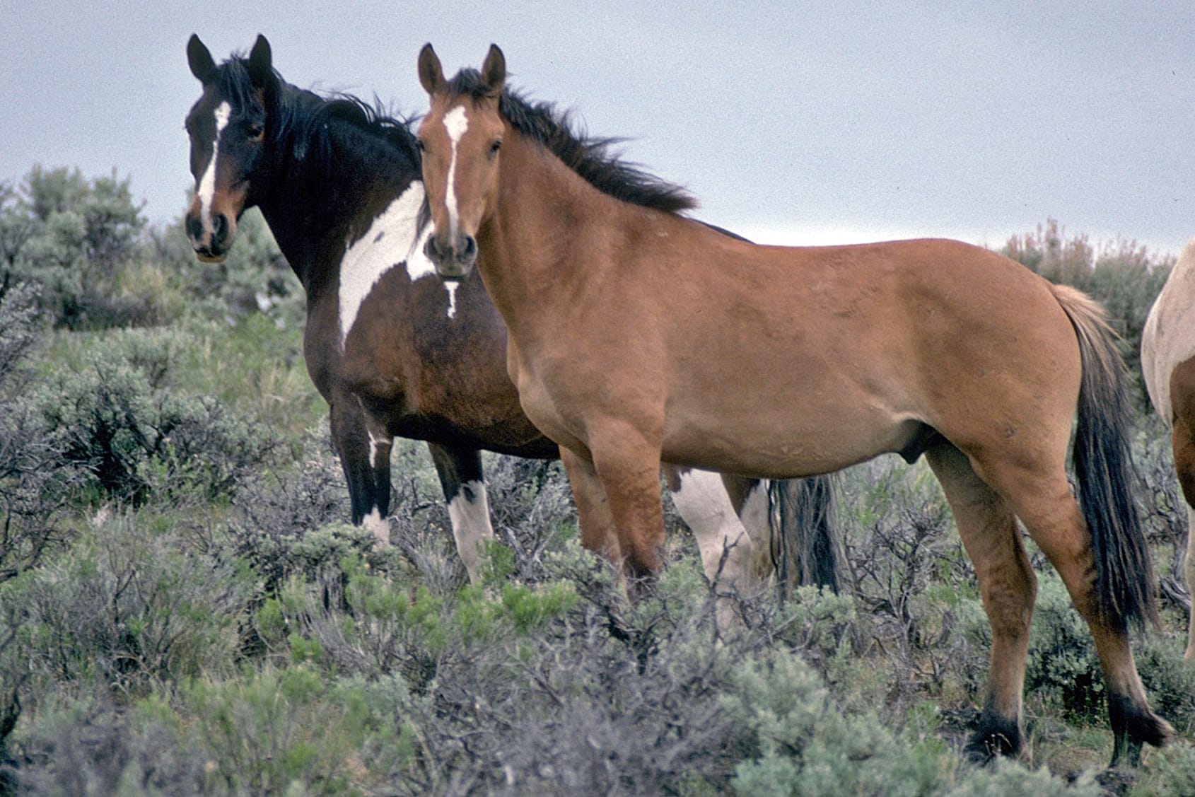 Wild_Horses_on_Steens_Mountain_6983016963