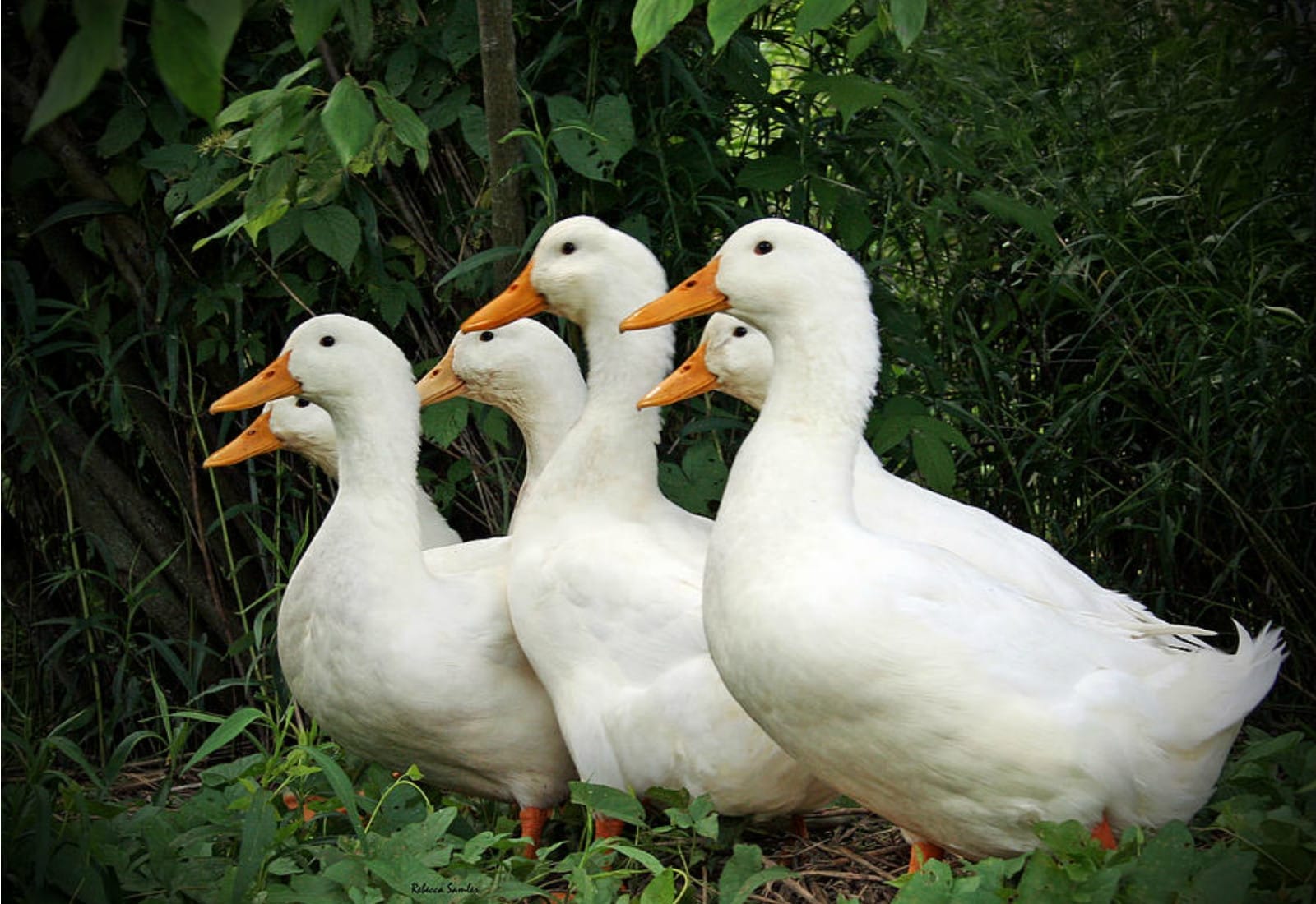 5 Reasons Why Foie Gras is a Completely Jerky Food