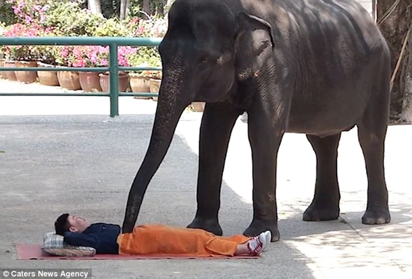 Would You Get a Massage From an Elephant? The Surprising Reason It Might Not be a Great Idea