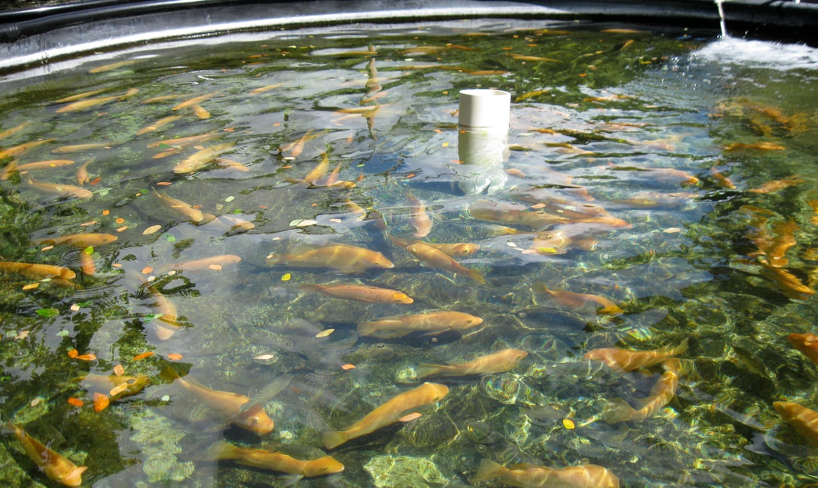 A fish farm tank