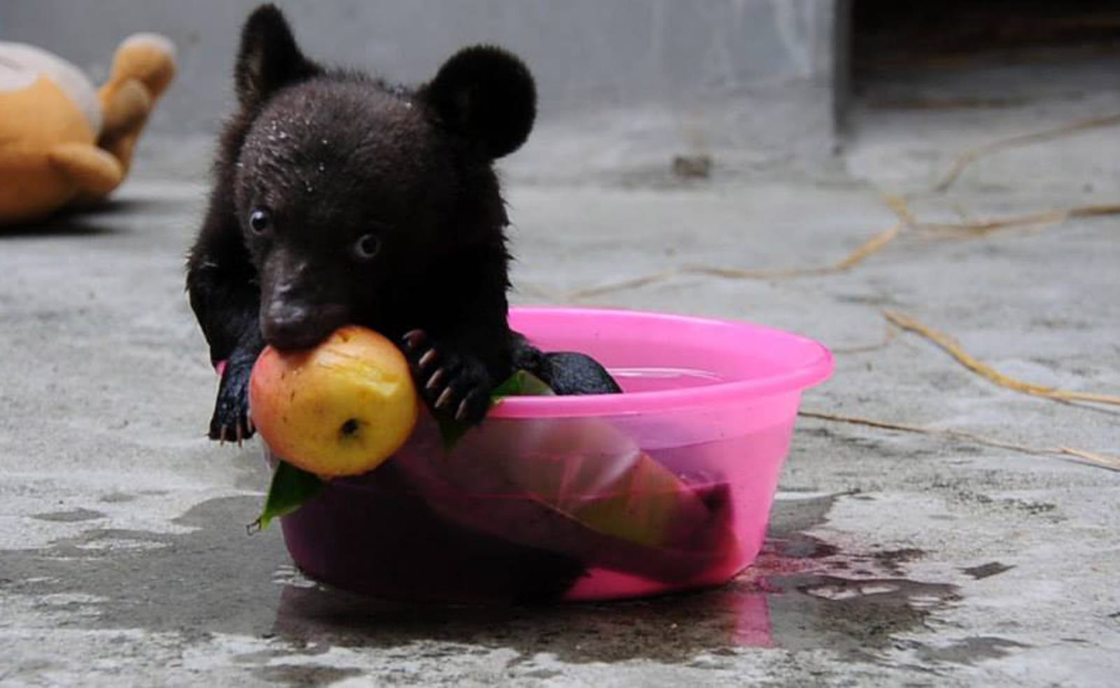 5 Myths About Moon Bears
