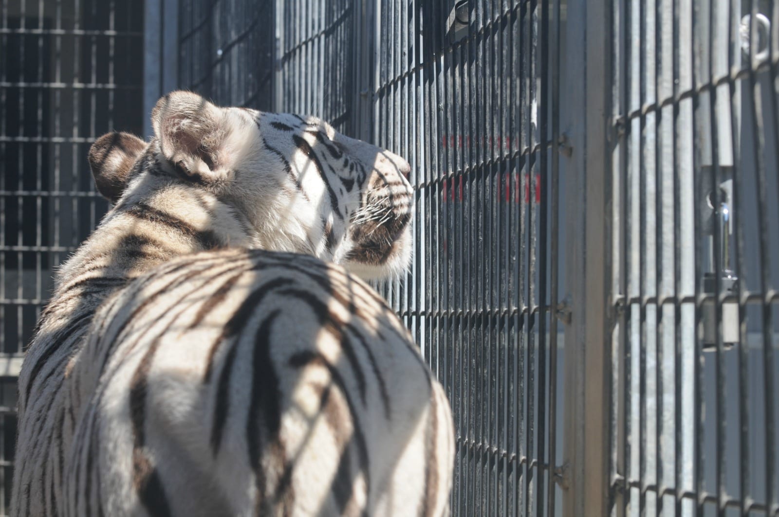 Don't Take a Selfie or Cuddle Them ...These Animals Just Aren't That Into You