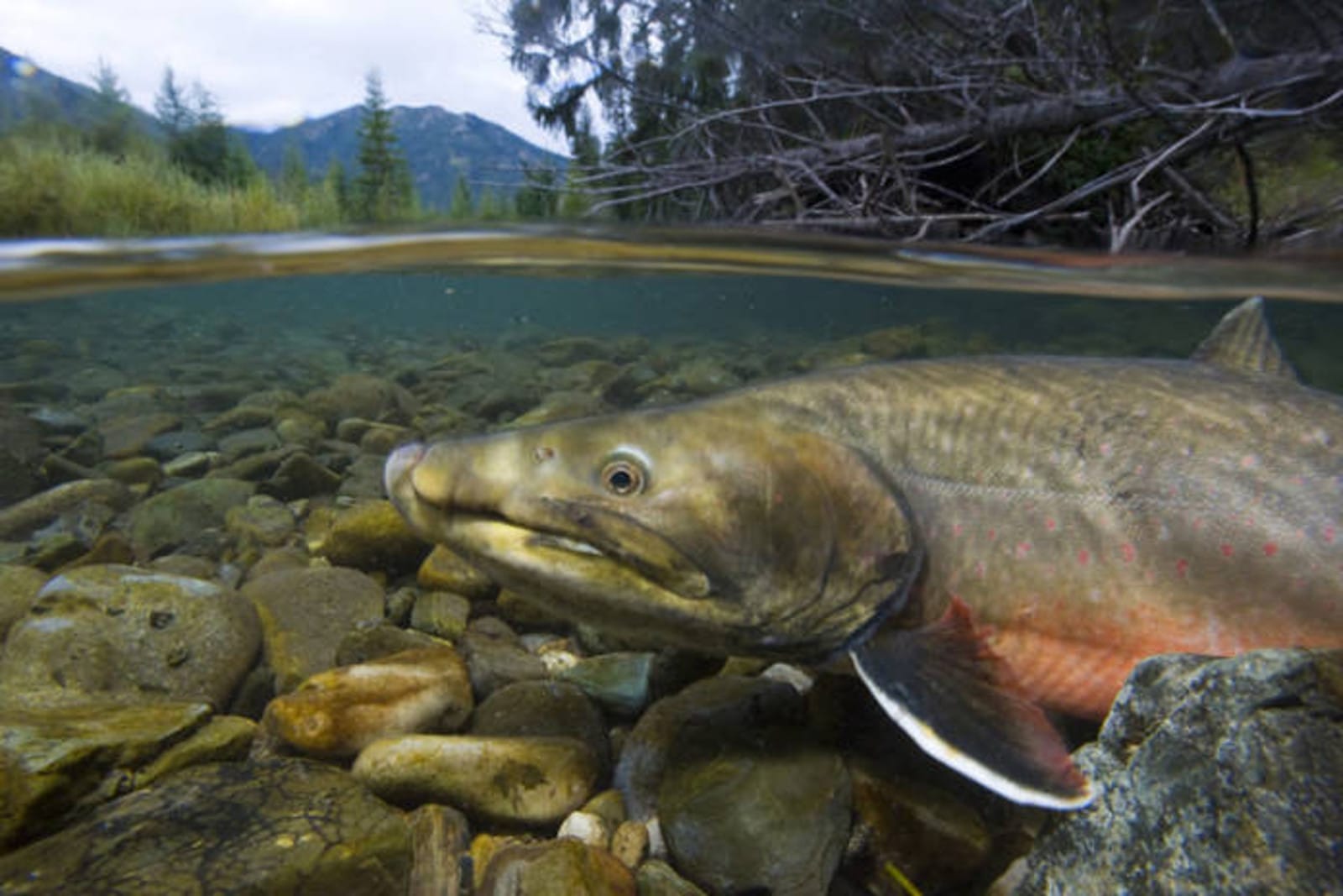 The Pollution Food Chain: How Plastic From Our Clothing is Ending Up in Fish
