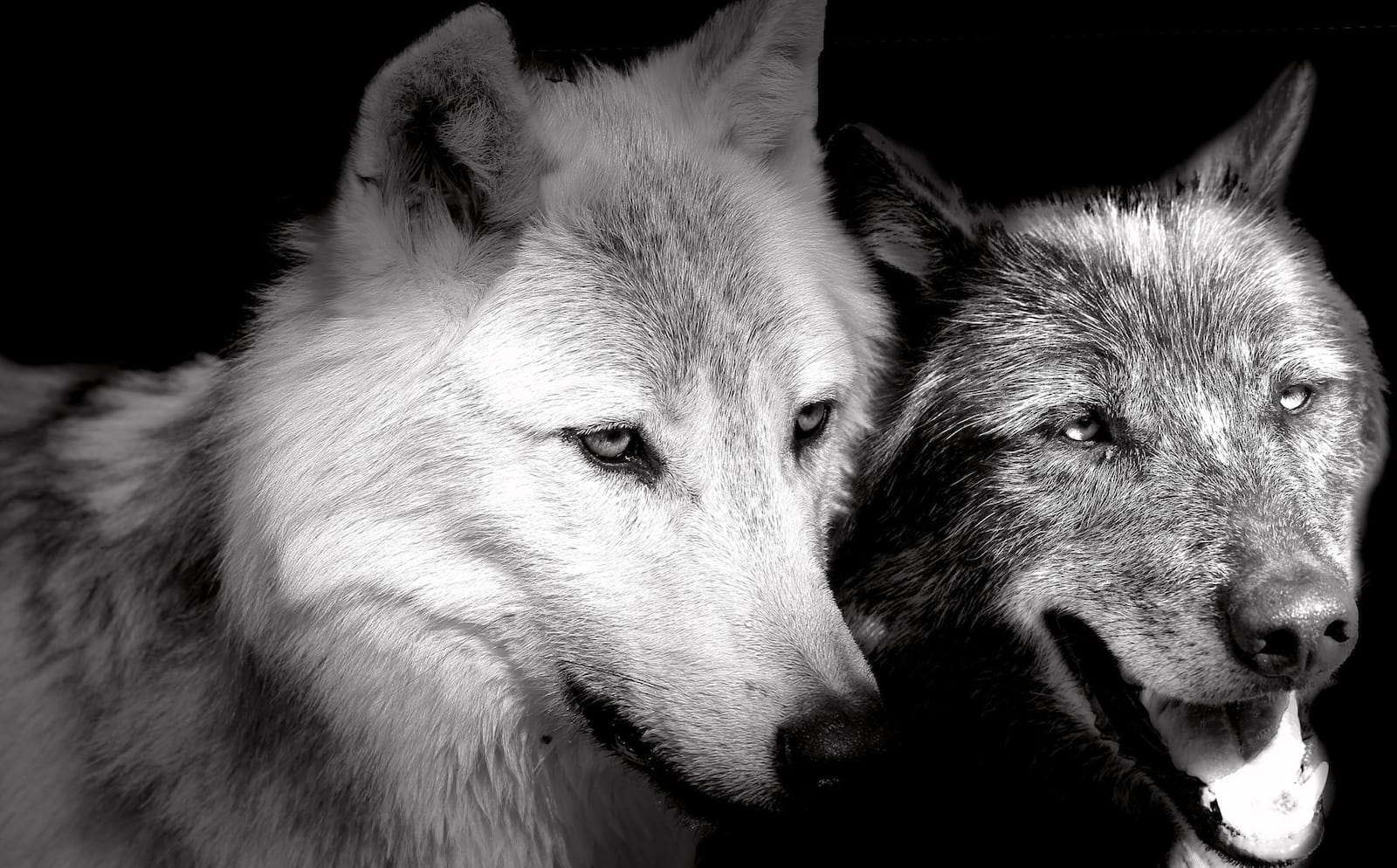 wolves as a pet