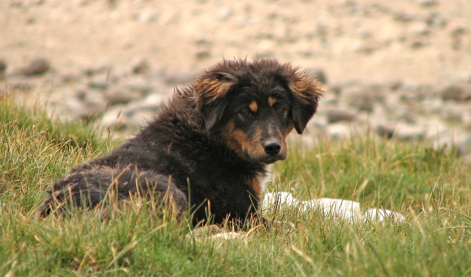What to Do if You Find a Stray or Lost Dog
