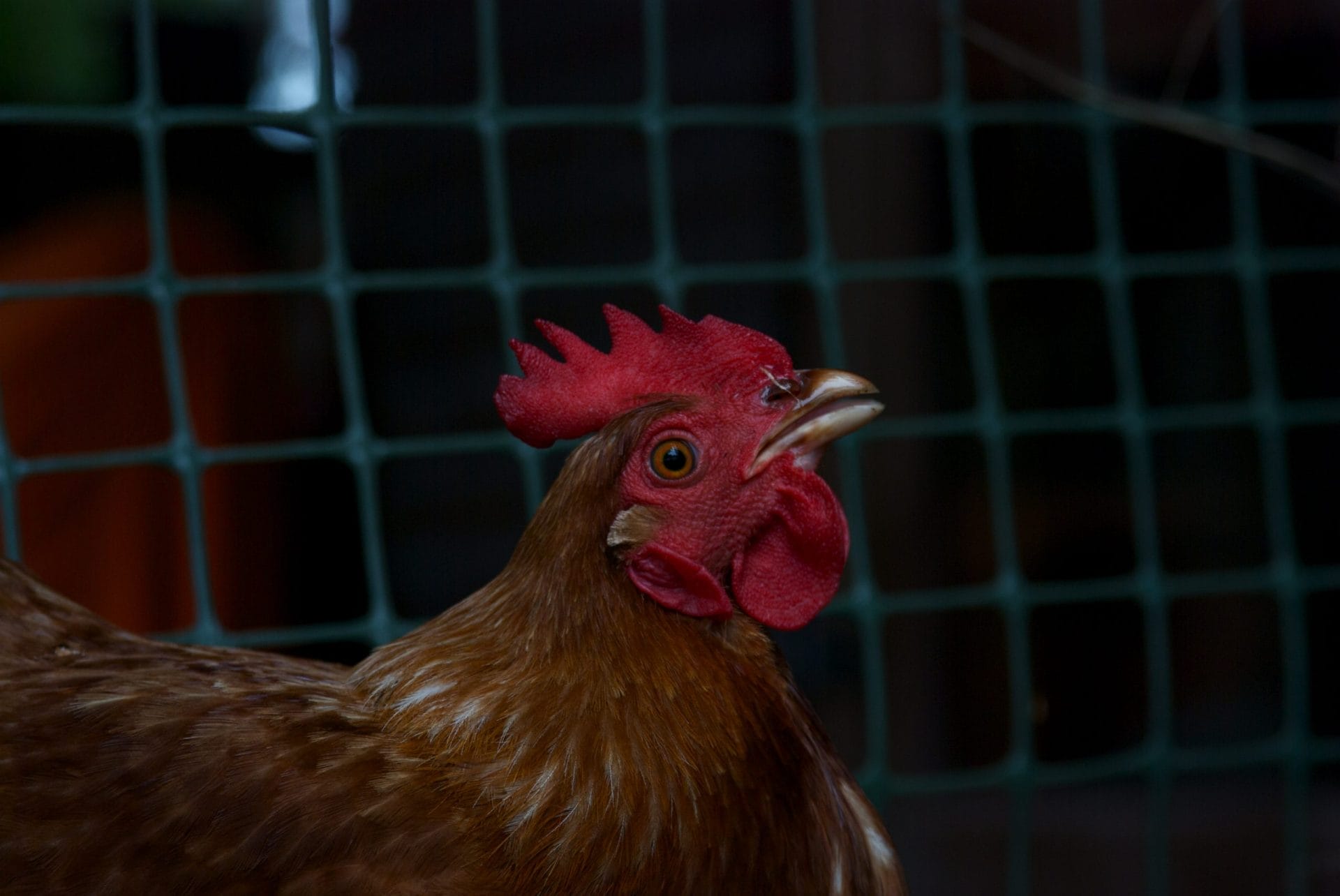 chicken