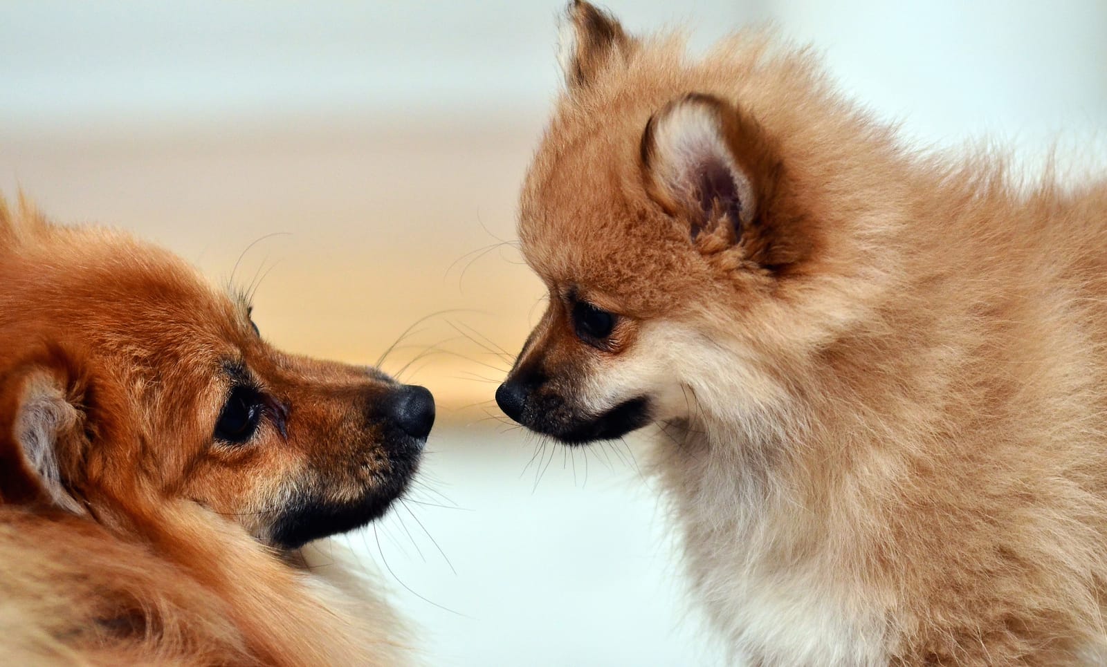 How to Introduce a New Pet Into Your Pack