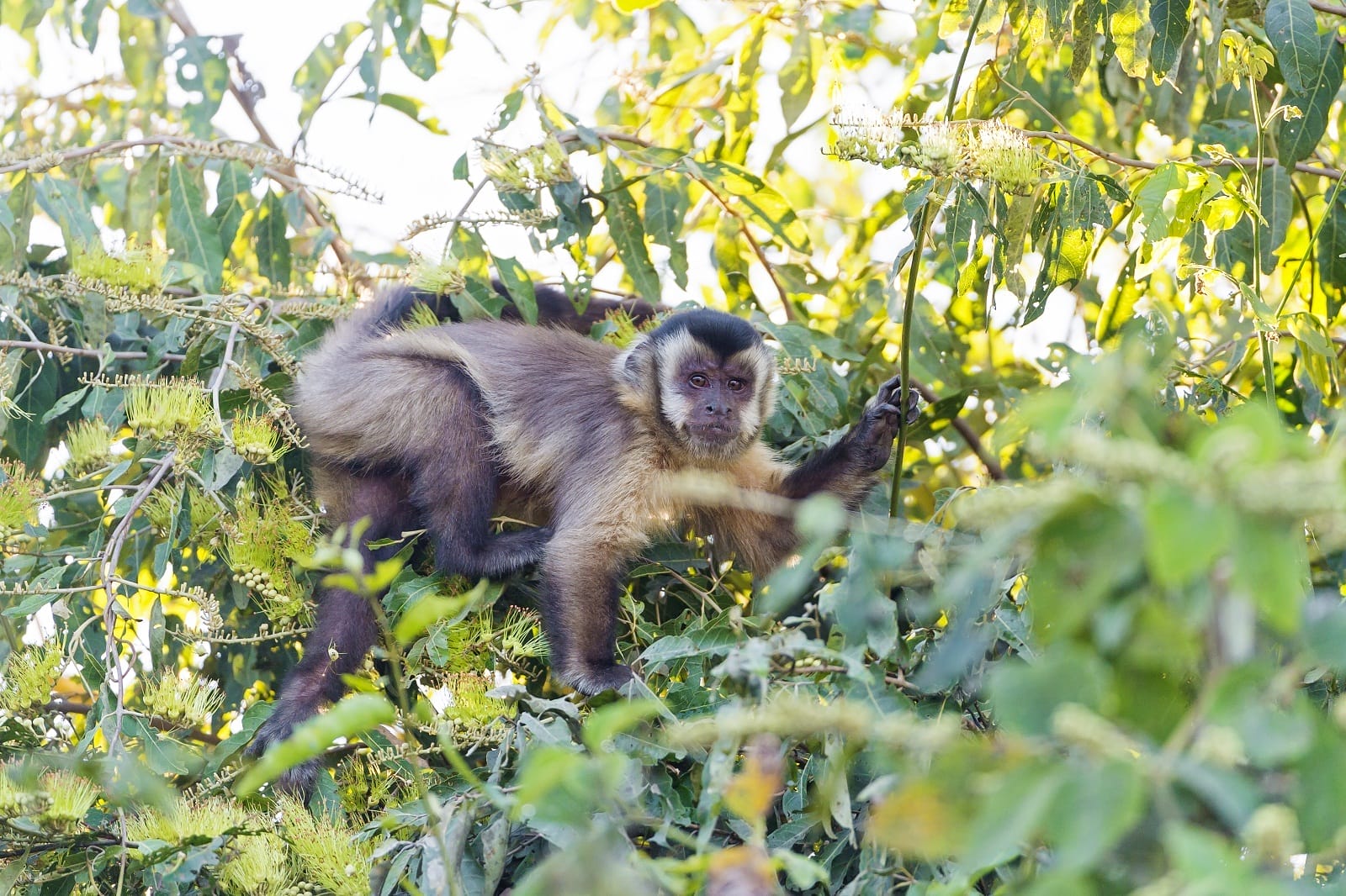 Why We Need to Stop Using Primates in Film Immediately