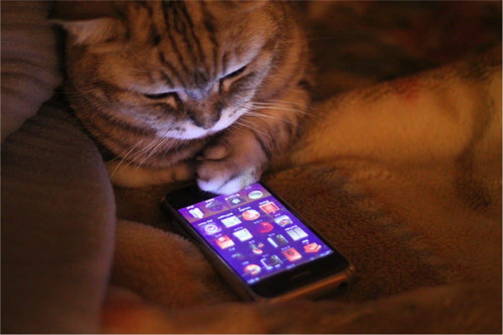 Texts From Your Cat Would Probably Look Like These if They Knew About Overpopulation
