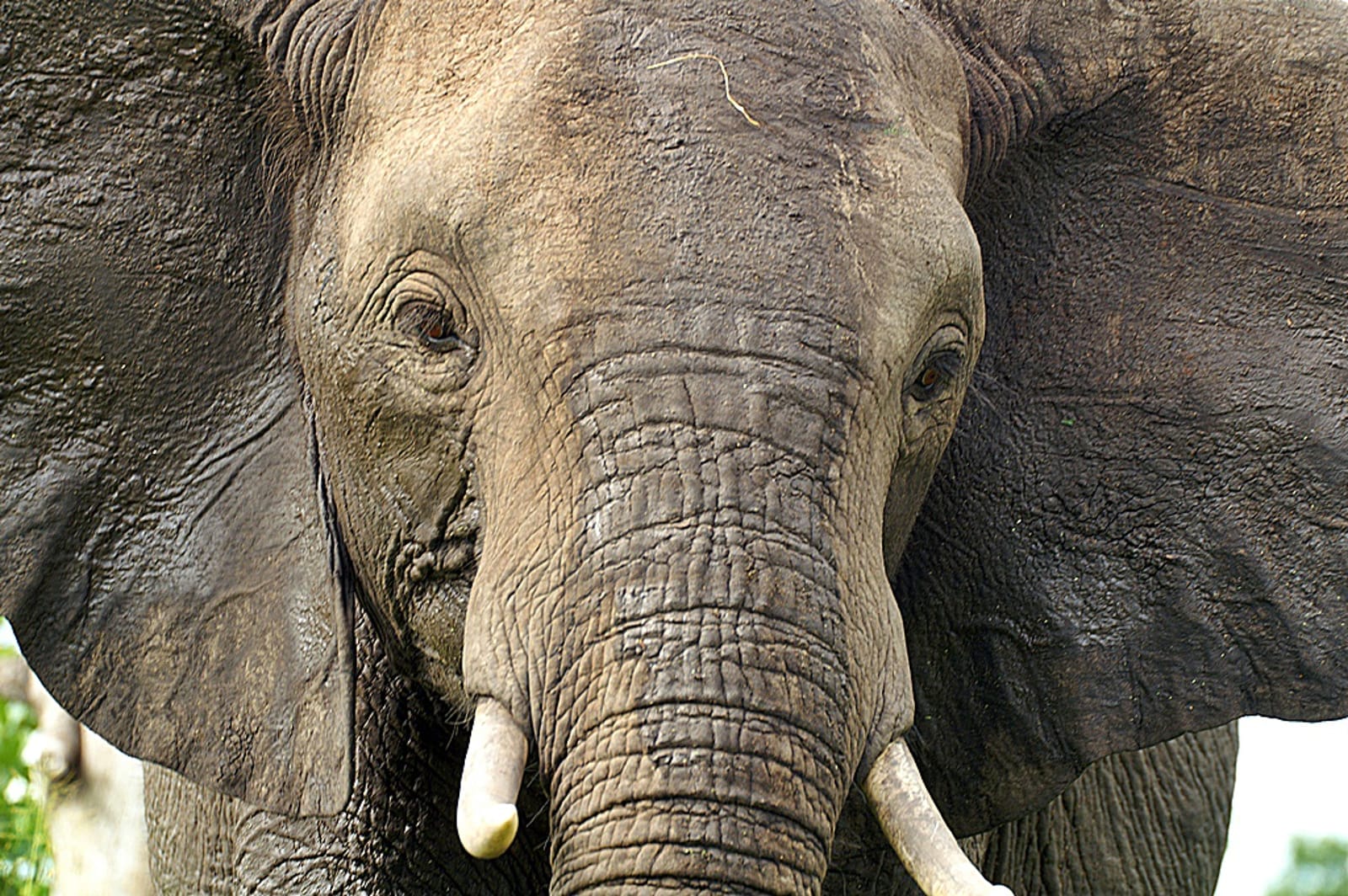 What Do Elephants Like?