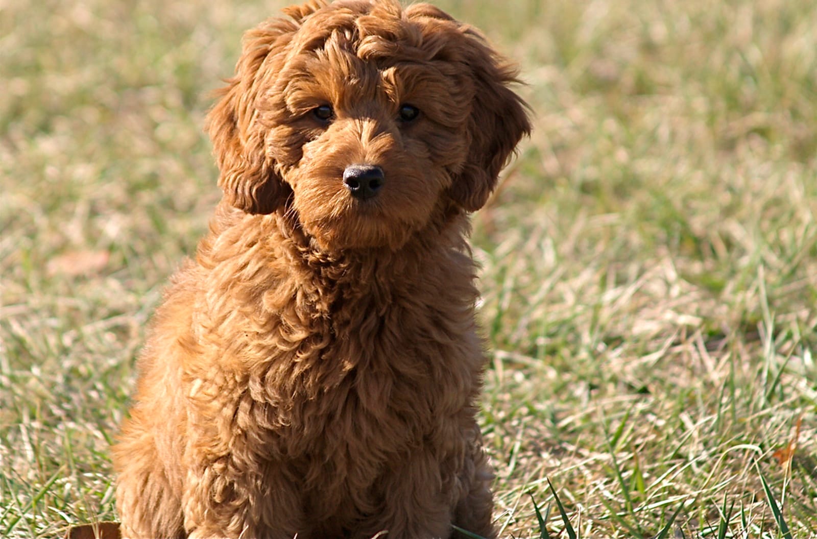 How Designer Pets Contribute to High Euthanasia Rates