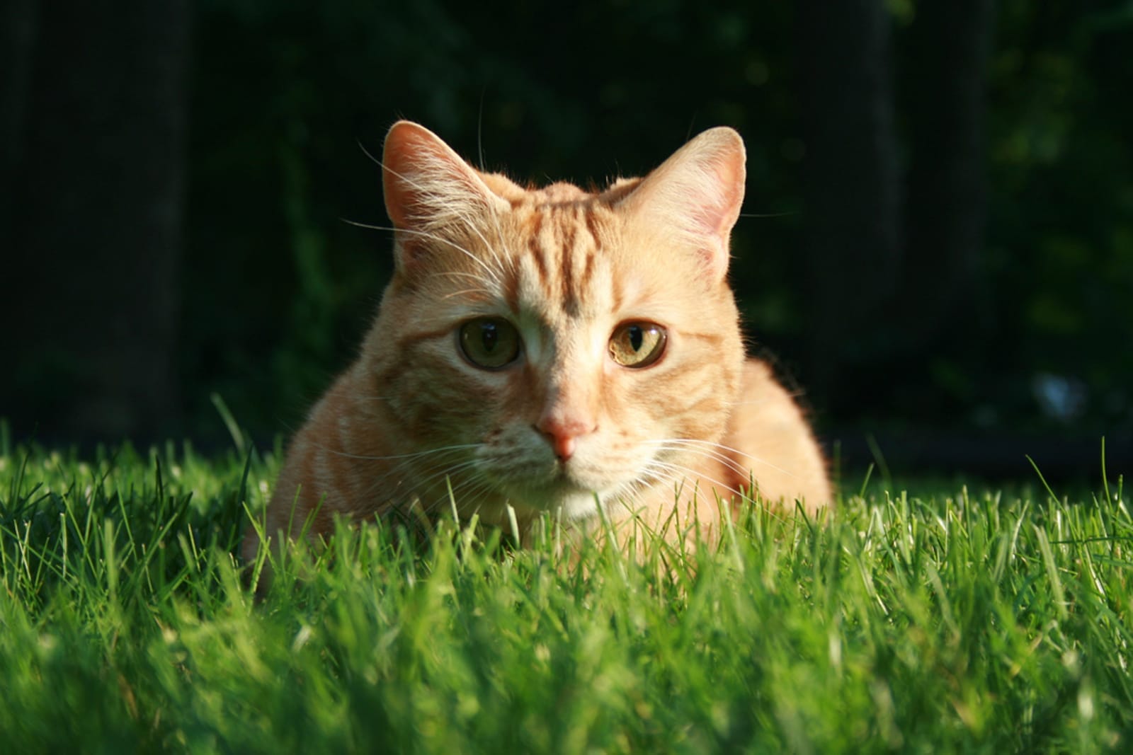 How Feral Cats Alter the Native Habitat