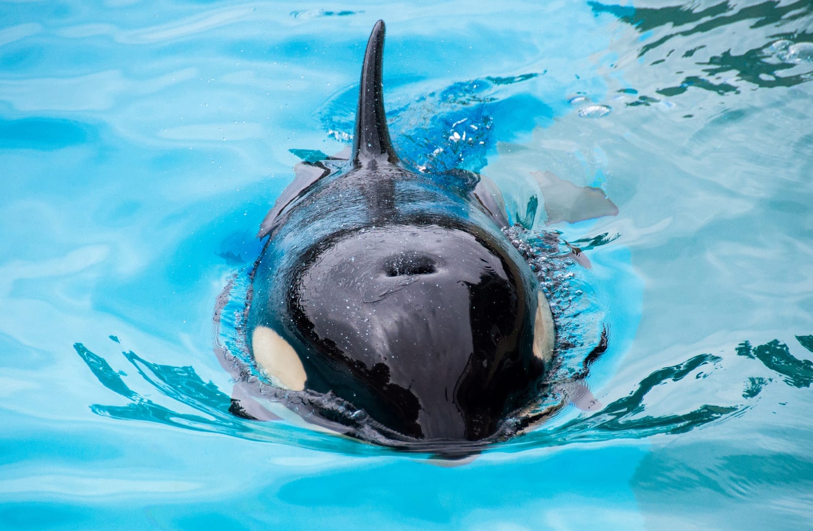 How Did We Get Here? The Development of Marine Captivity in the U.S.