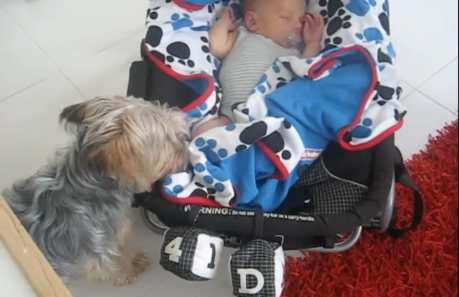 Protective Dog Tucks in Her Baby Human Sibling
