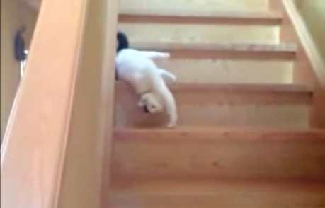 Cat Who's Not Very Excited to Start the Day Literally Drags Himself Down a Flight of Steps