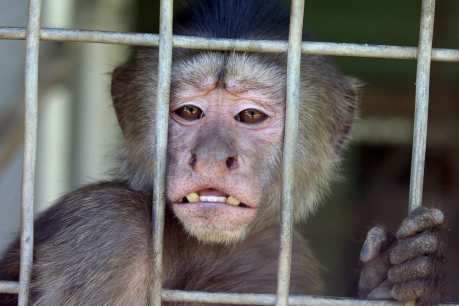 Monkey in cage