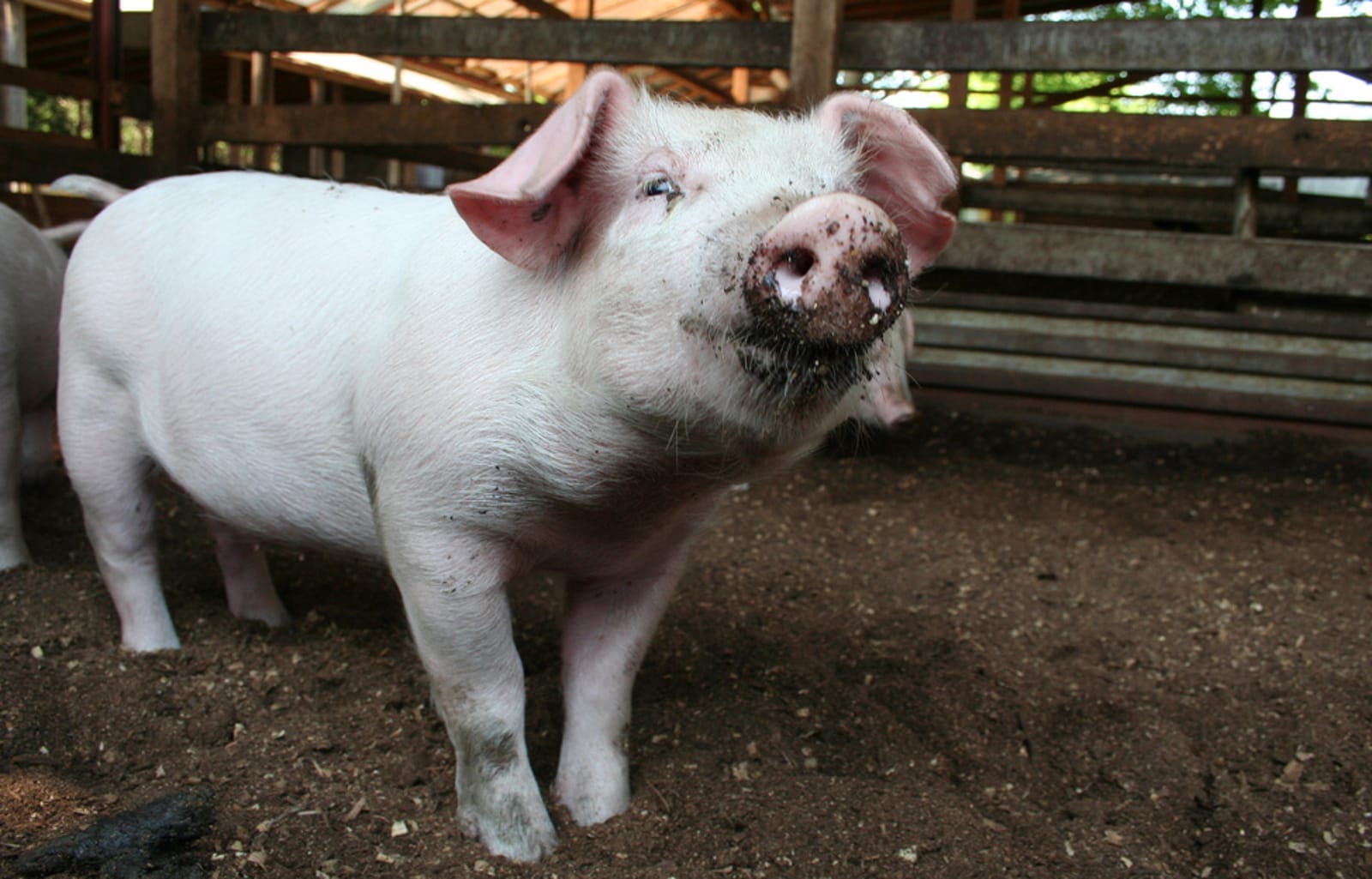 Find Out How Many Animals and How Much Carbon Dioxide You've Saved by Quitting Meat