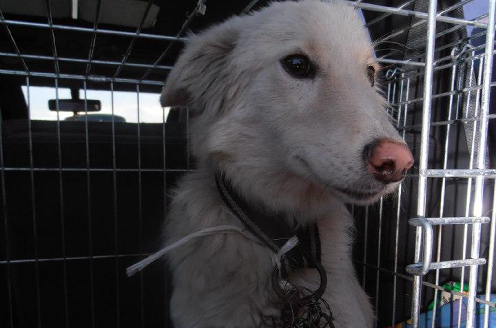After Surviving Being Poisoned and Abandoned by a Cruel Person, Rango the Dog Finds a Forever Home