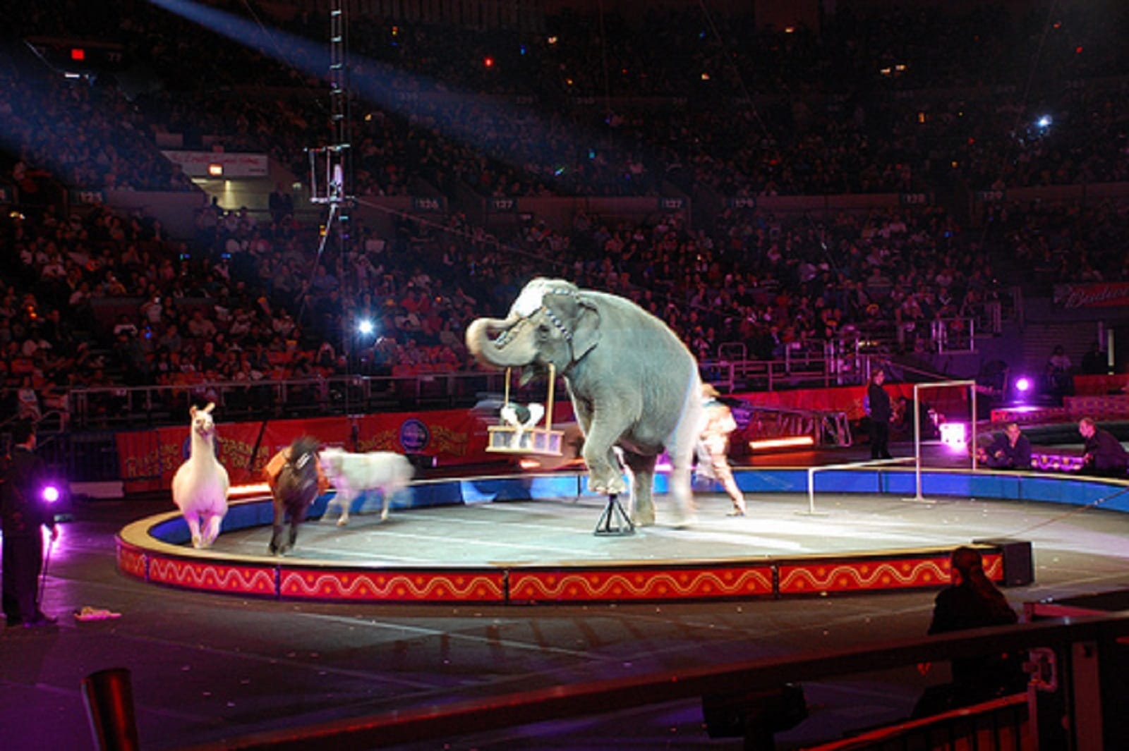 If Ringling Bros. Cares About Animals, Here are 4 Things They Should Do Next