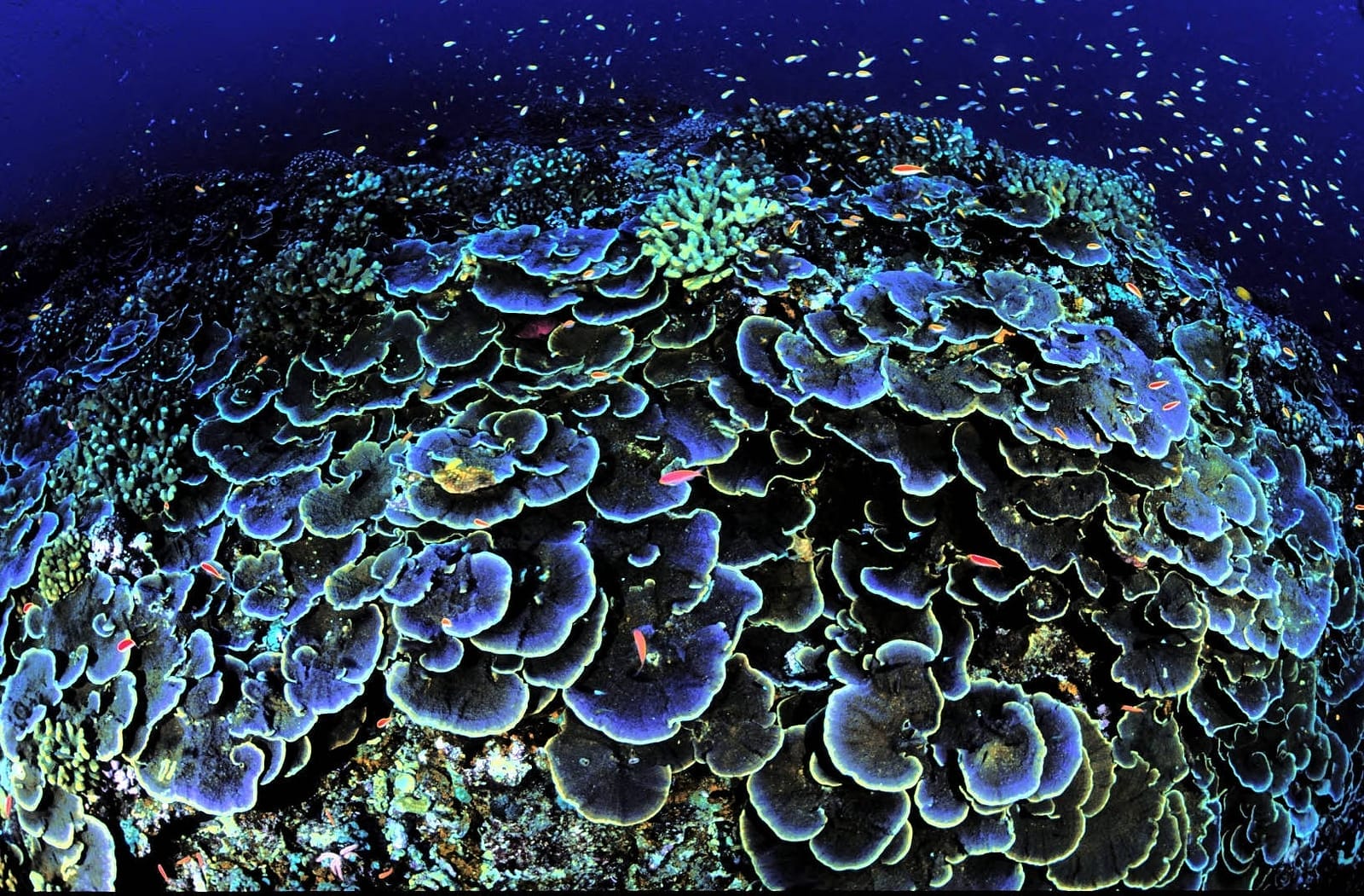 Why You Should Go Vegan for the Oceans This Earth Day