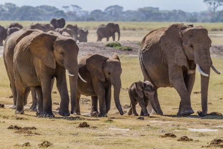 5 Tear-Jerking Videos That Prove Elephants Are as Emotional as We Are
