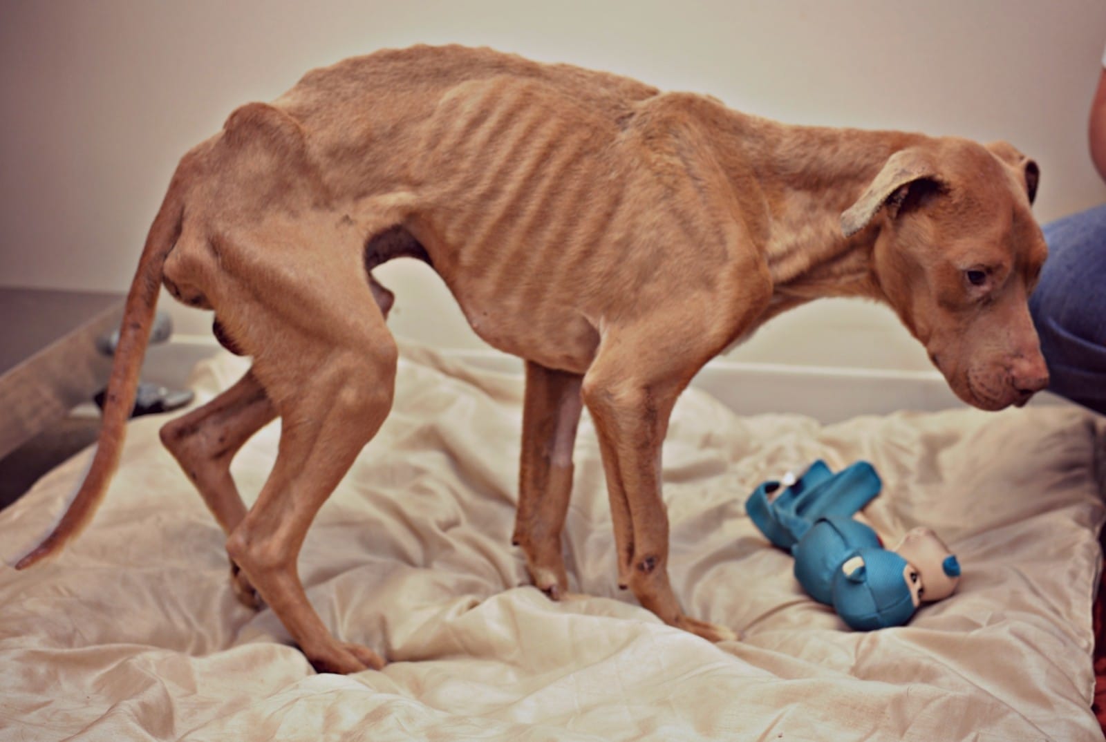 Abandoned, Emaciated Dog Fighting For His Life
