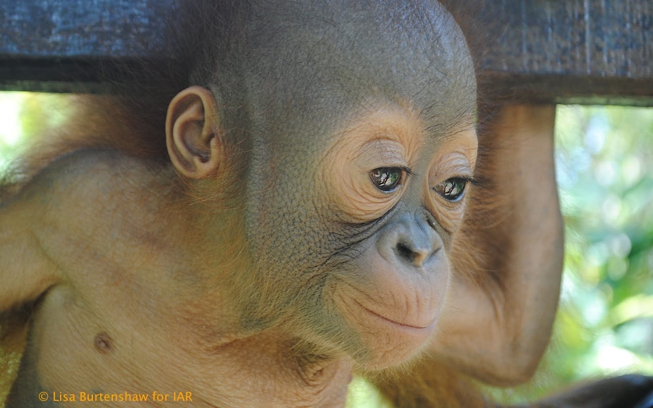 Budi the Rescued Baby Orangutan Starts His First Day of School! (VIDEO)
