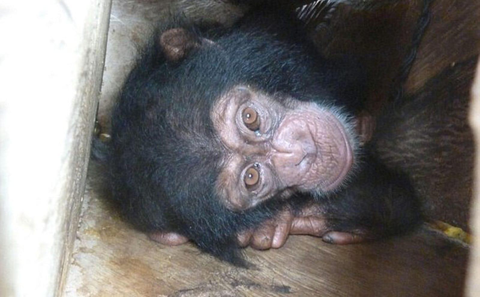 Orphaned Baby Chimp Rescued After Being Held in a Box for 2 Weeks by Wildlife Traffickers