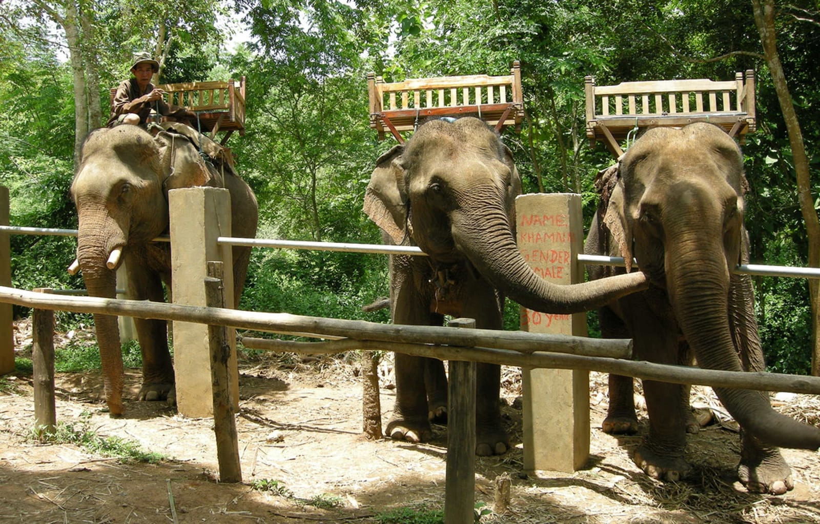 Don't Be Fooled Into Animal Abuse! Elephant Attractions to Avoid