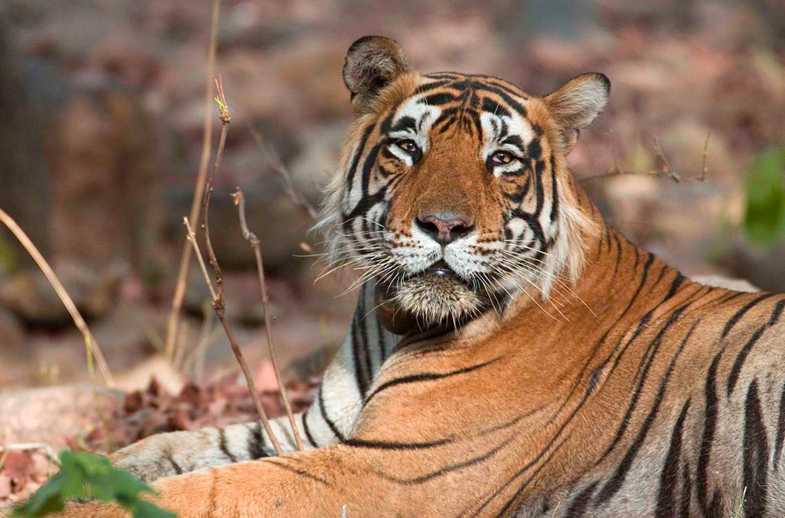 Tigers Set to Remain at Tiger Temple. Here's Why the Fight for Their Freedom is Not Over