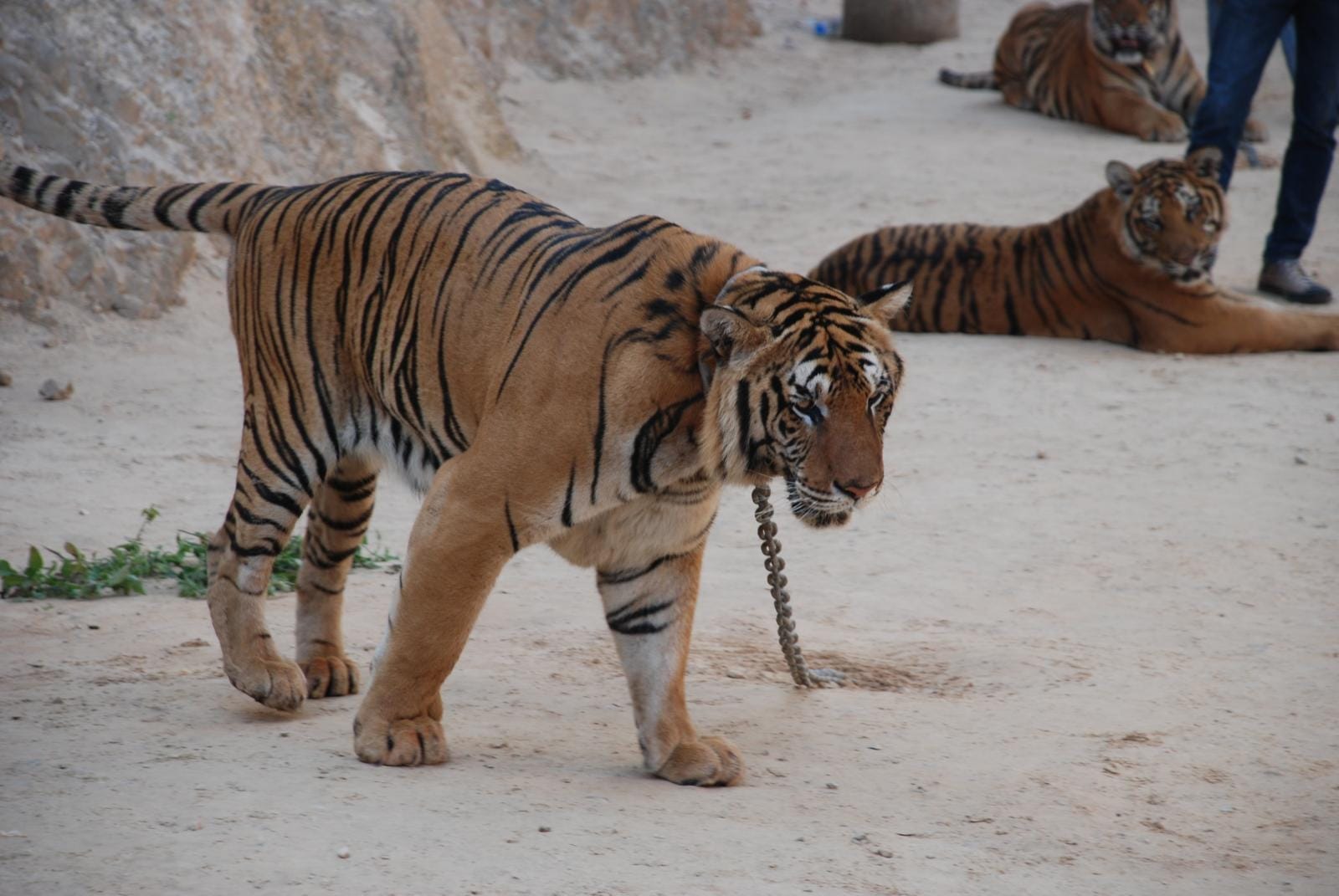 Karma or Common Sense: What Can We Learn From the Abbot's Mauling at Tiger Temple