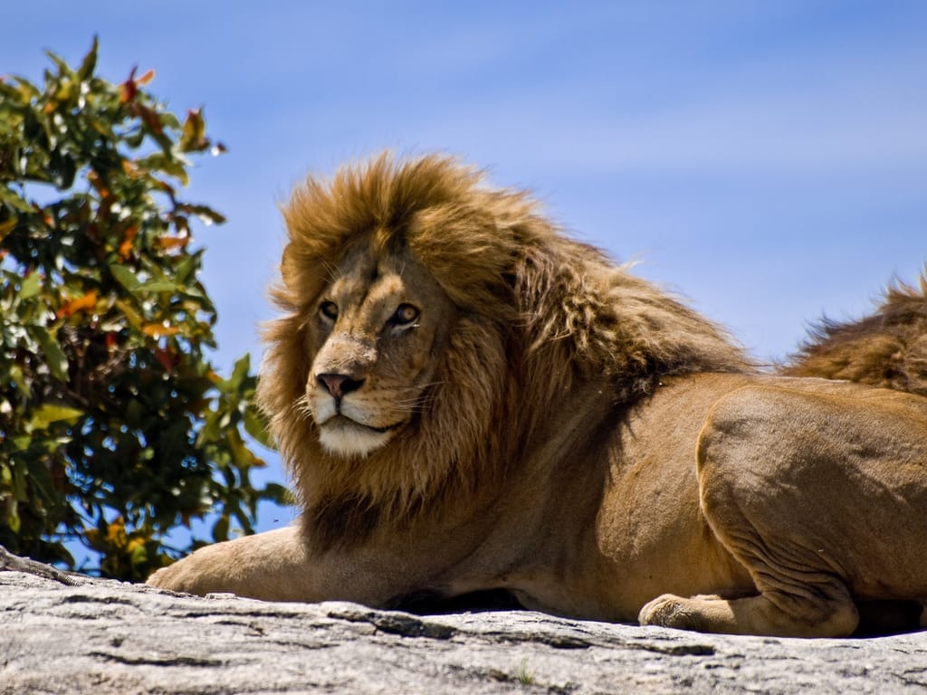Captive Hunts Kill Animals, They Don’t Save Them
