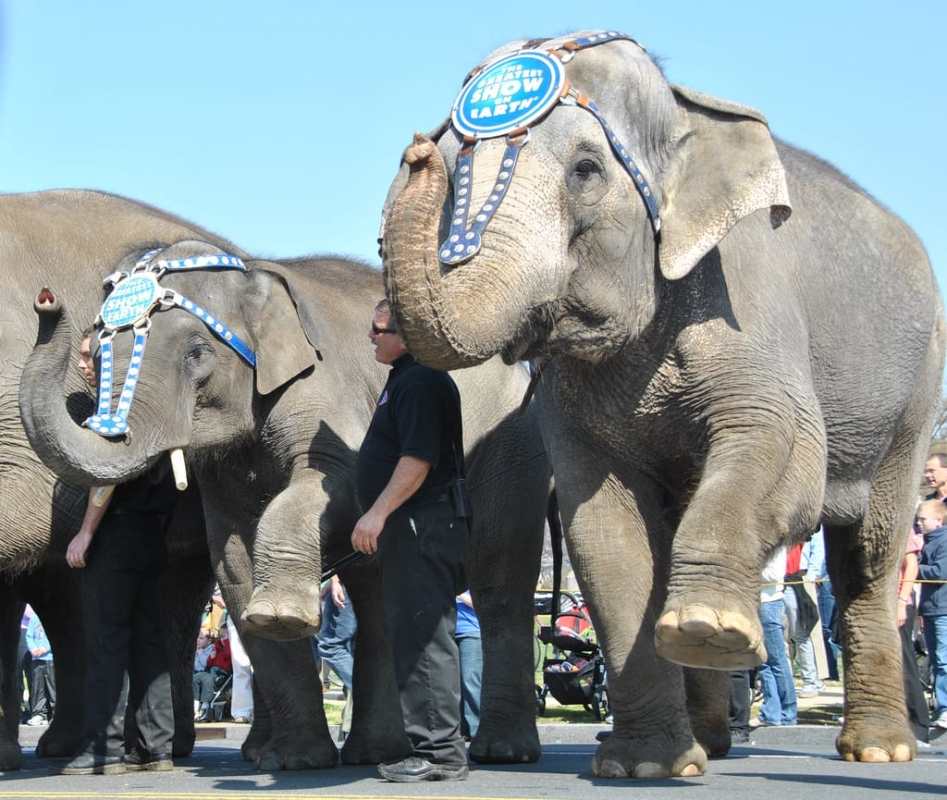 Is the Tide Against Live Animal Circuses Turning? 3 Recent Victories to Celebrate