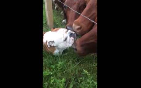 Bulldog Meets a Herd of Cows and Falls Instantly in Love