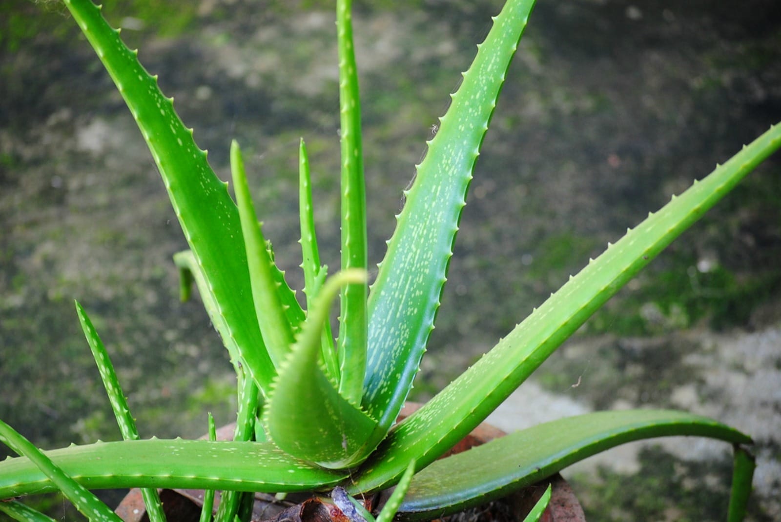 Simple and Effective Healing Benefits of Aloe Vera