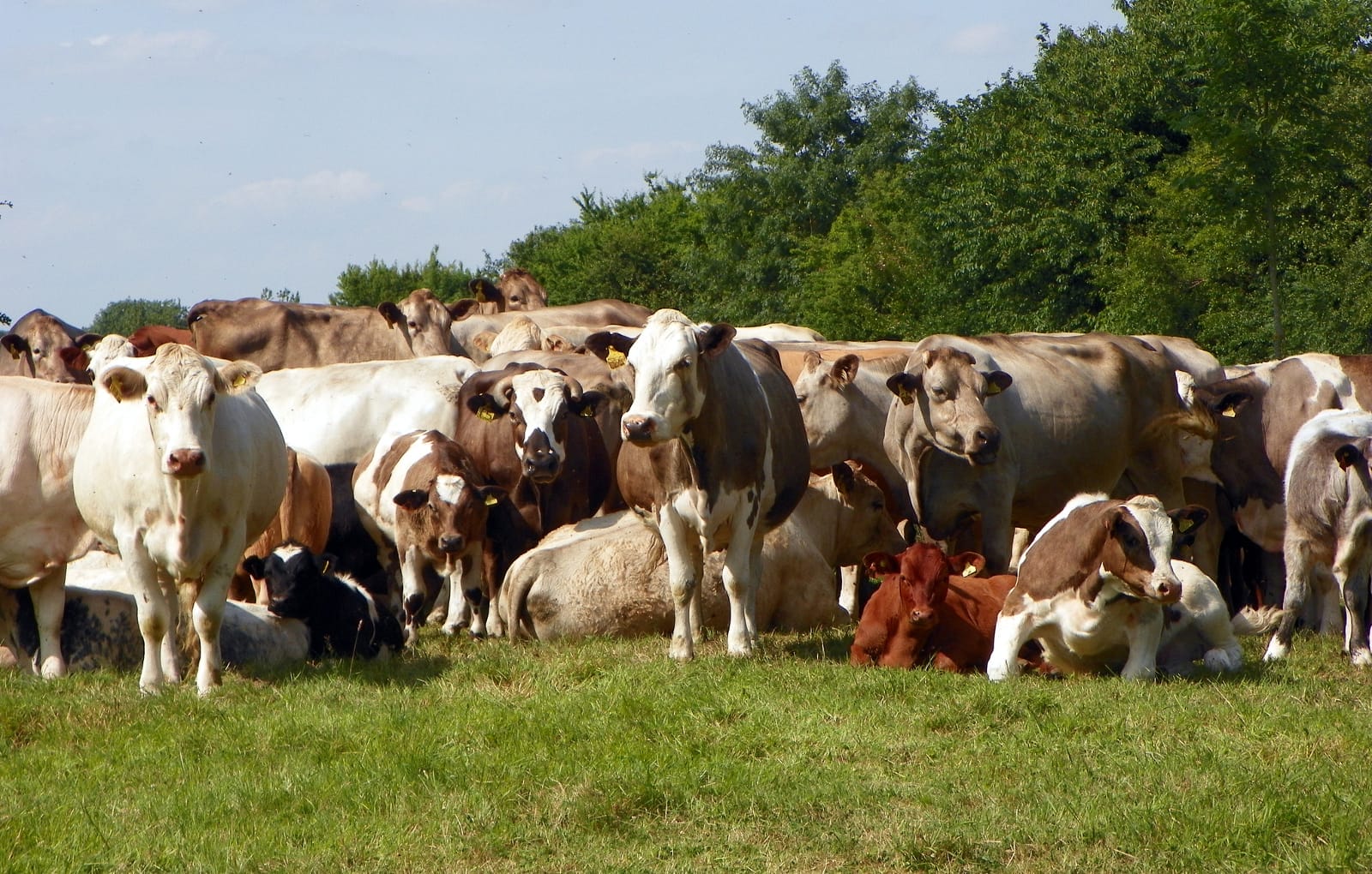 Animal Agriculture - Killing More than Just Cows. How Farm Run-Off Threatens Marine Life