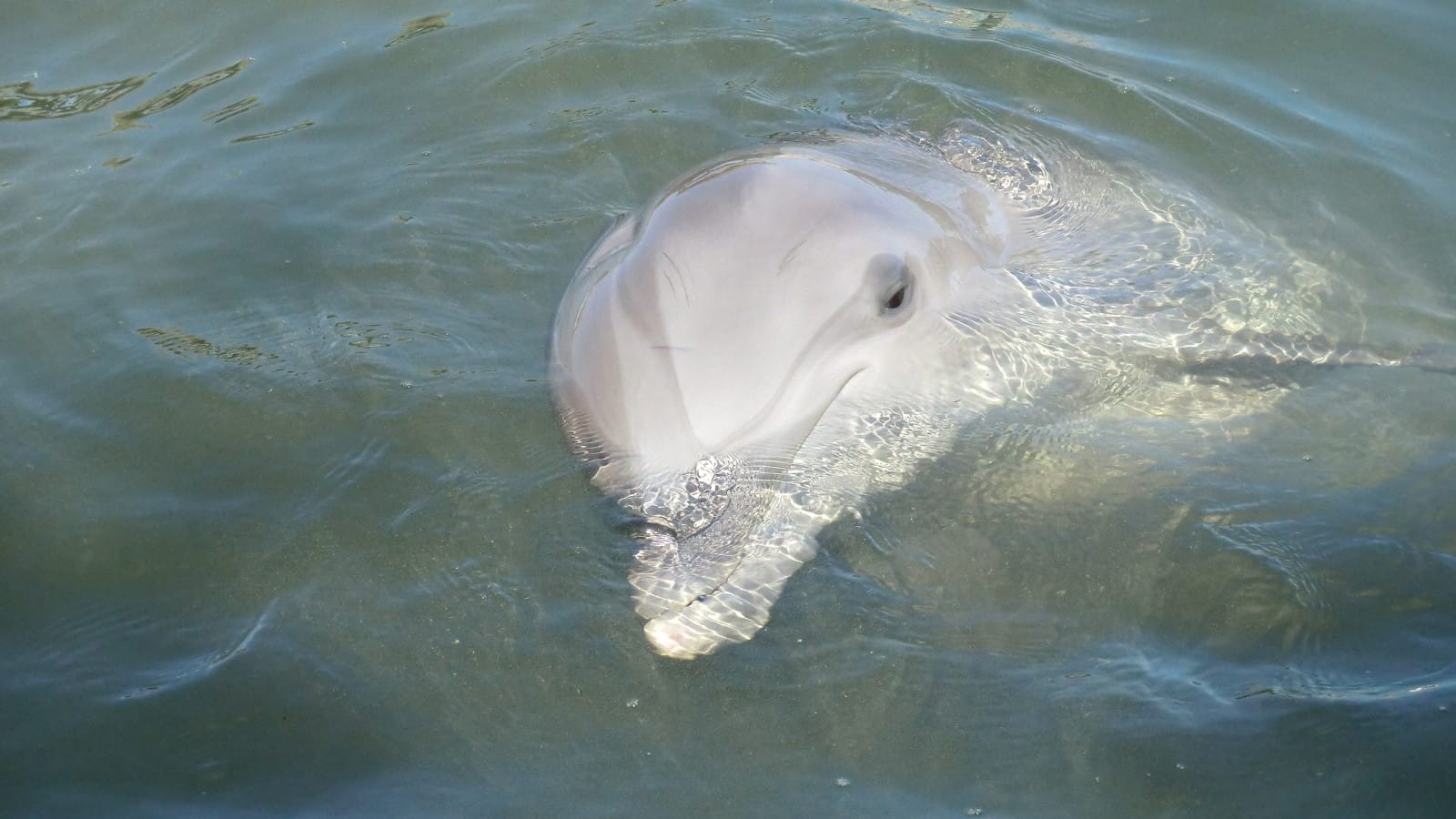 This Amazing Group of Student Activists Went to Taiji to Investigate How Pollution Impacts Dolphins