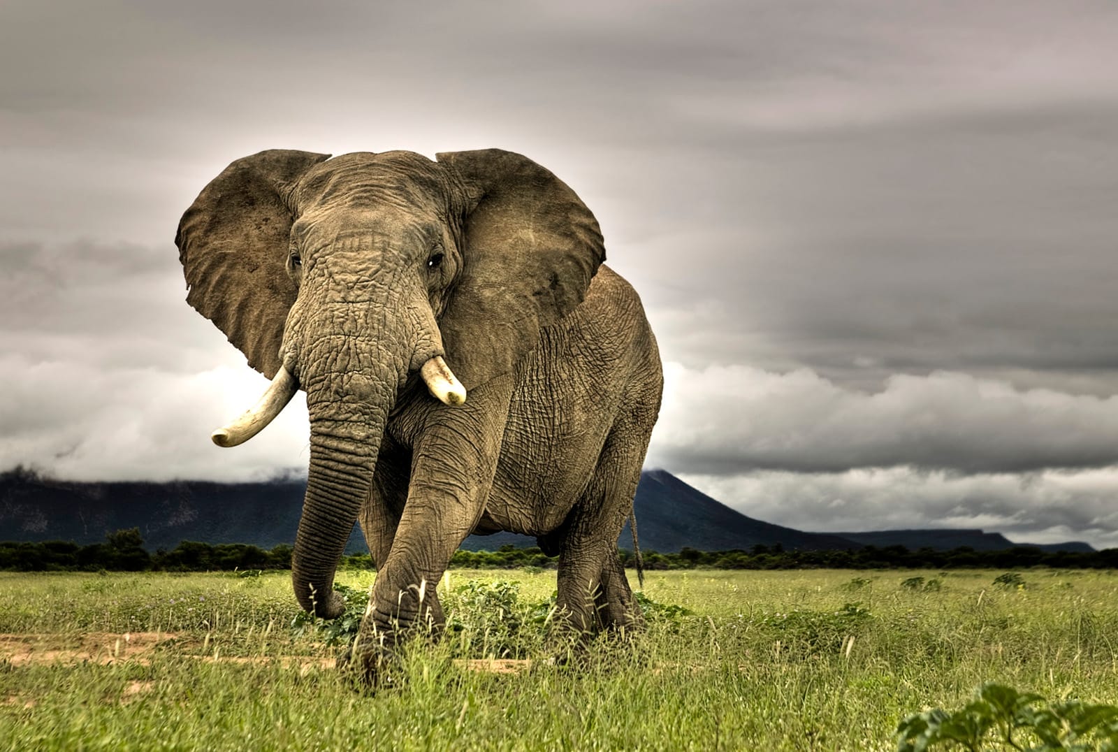 Habitat Loss: The Silent Killer of African Elephants