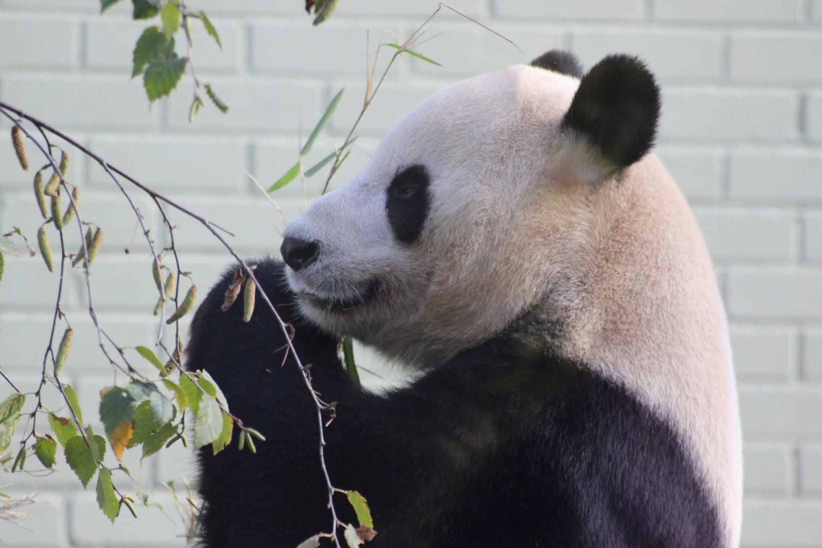 The Truth Behind "Panda Diplomacy"