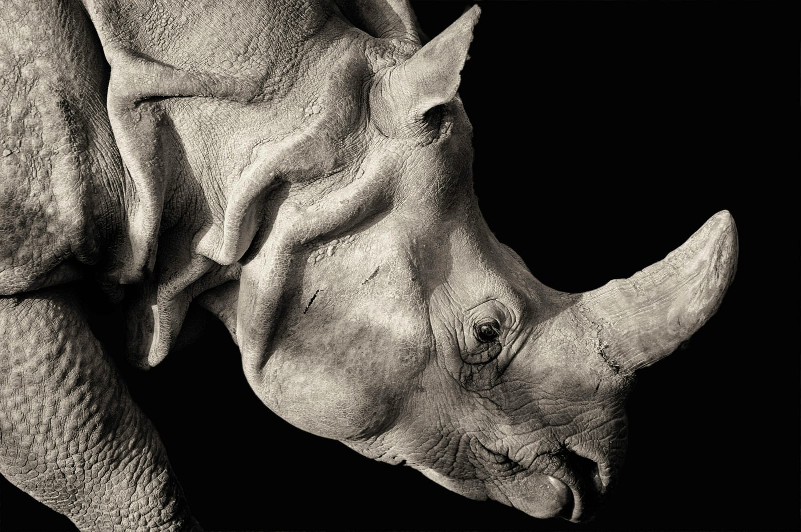Coming Together in the Face of the Sixth Mass Extinction of Species. What We're Doing to Save Africa's Wildlife