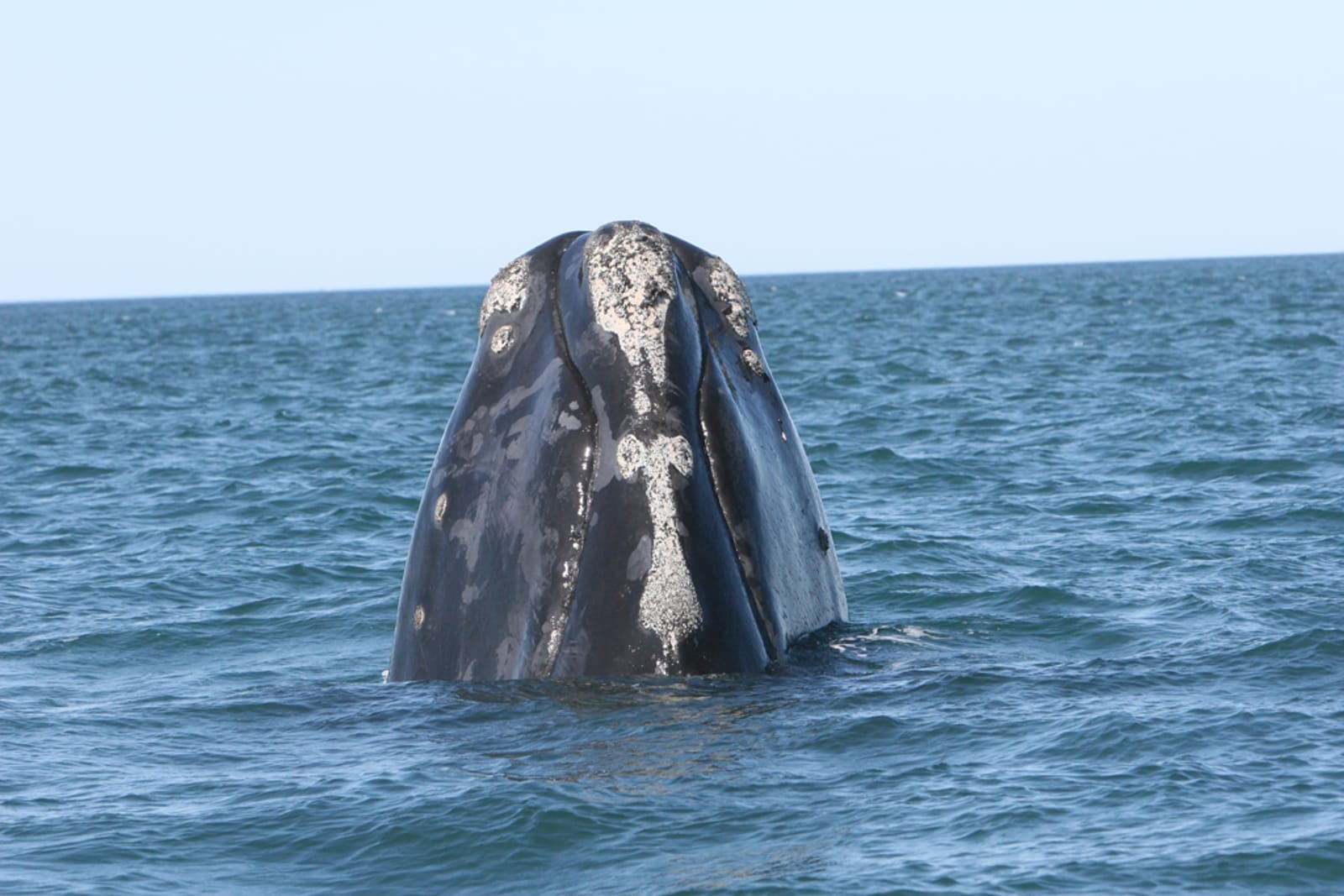 Endangered Right Whales Return to the East Coast! Here's How We Plan to Keep Them Safe