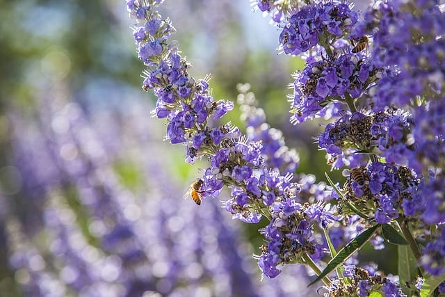 bee on flowers