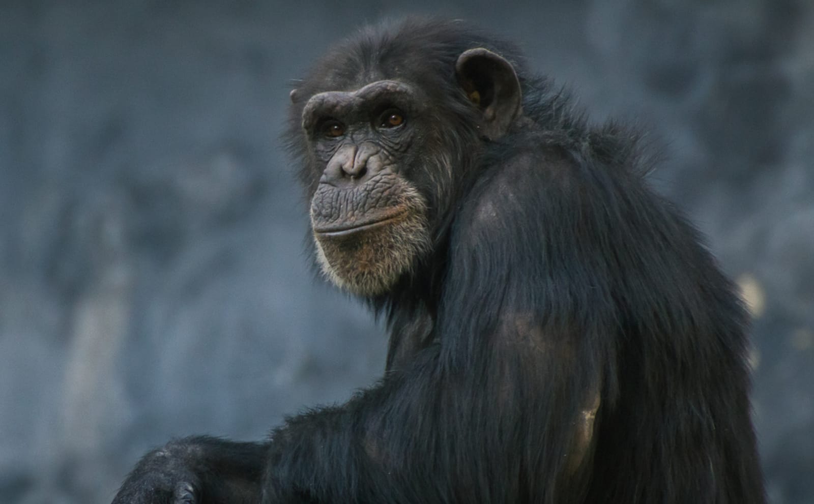 How You Can Help the 66 Chimps Used for Biomedical Research Left to Die by the NY Blood Center