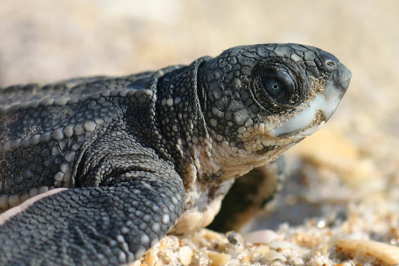 Amazing Volunteers Save Nesting Sea Turtle and 71 Eggs From Poachers in Costa Rica