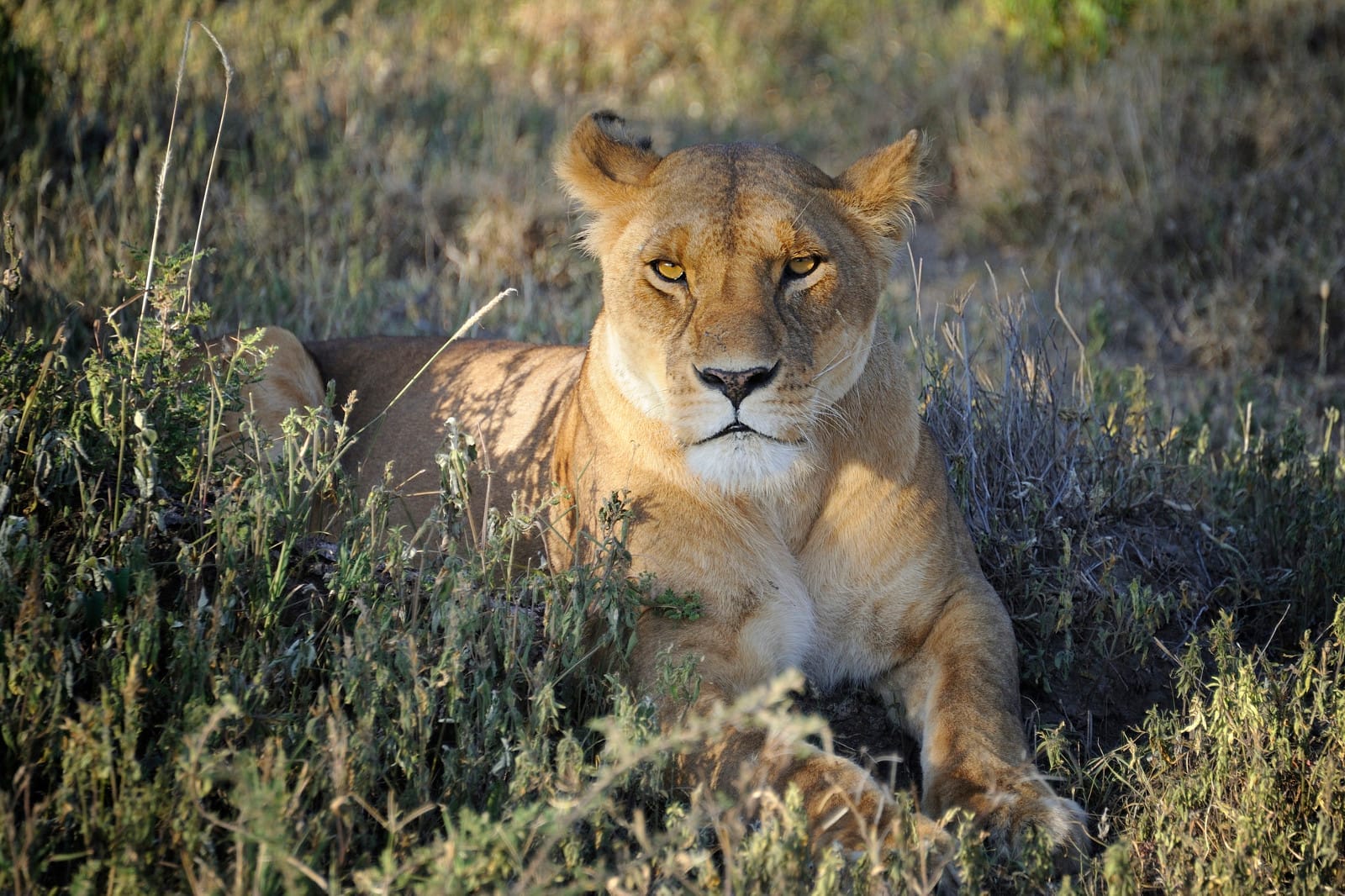 A Future Without Lions Might be Closer Than We Think