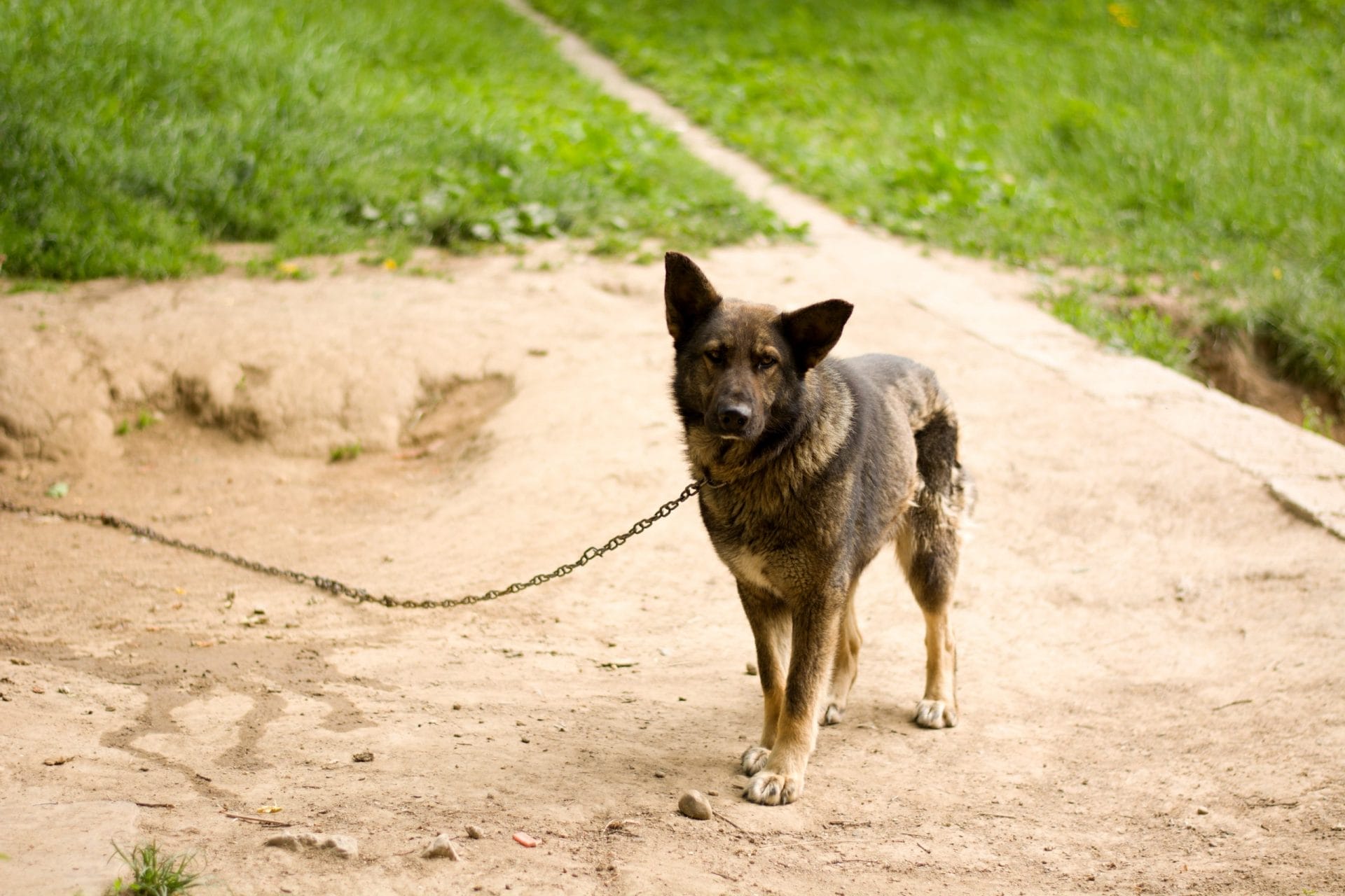 chained dog